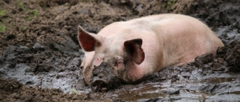 Internet of Pigs